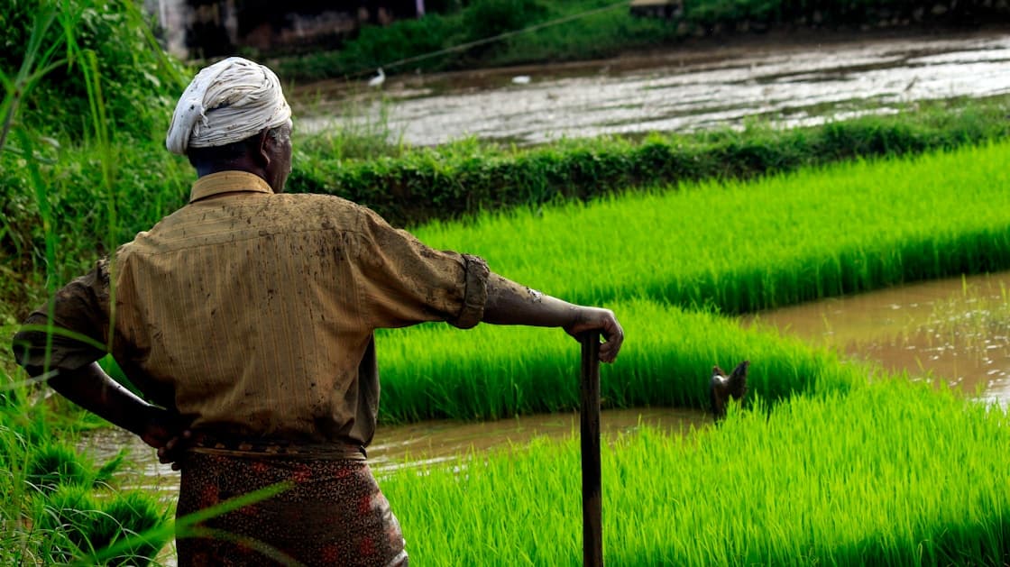 Farmers planting rice in terraced fields